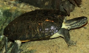 锯齿龟是国家保护动物吗