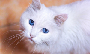 蓝眼猫视力好吗