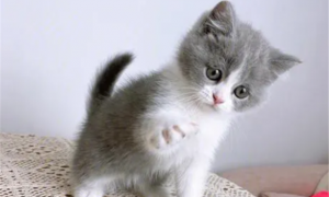蓝白猫幼崽多少钱一只