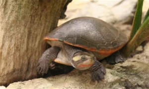 红腹侧颈龟保护动物