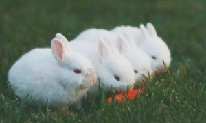 养兔子要注意什么