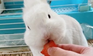 兔子能吃什么水果