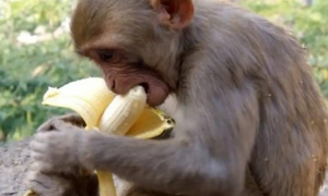 猴子幼崽多少钱一只