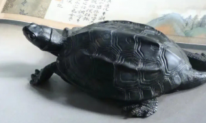 墨龟长多大