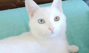 异瞳白猫智商高吗