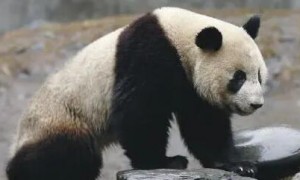 大熊猫的简介