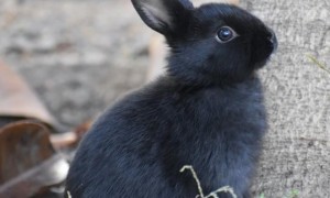 黑眼睛兔子是什么品种