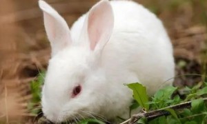 中国白兔的特点