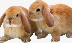 兔子毛色遗传规律