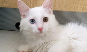 白色异瞳猫的寓意