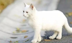 中华田园猫白猫是什么品种