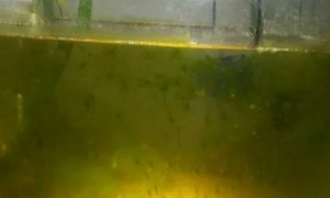 鱼缸长褐藻是不是水质不好