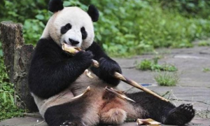 大熊猫食物吃什么