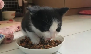 两个月的小猫能吃硬的猫粮吗