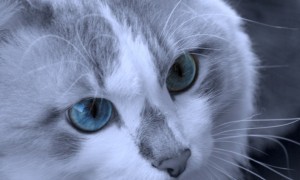 蓝色的猫眼睛是什么猫