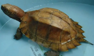 锯齿龟是保护动物吗