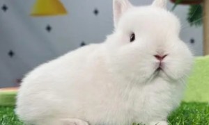 侏儒兔的耳朵有多长