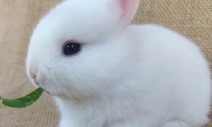 宠物兔子怎么养