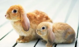 兔子尿红色的尿是什么原因