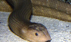全身扁平的蛇是什么蛇