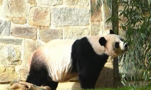 大熊猫主要吃什么食物