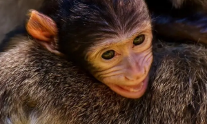 猴子的寿命约为多少年