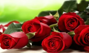 女人微信发一朵玫瑰代表什么