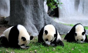 大熊猫是几级保护动物