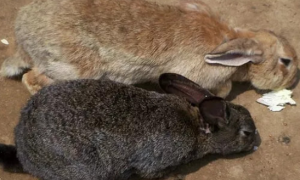 野兔子和家兔子区别