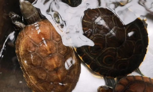 日杂龟是什么龟