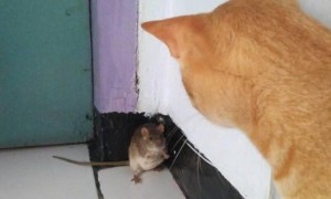 家里养只猫老鼠会跑吗