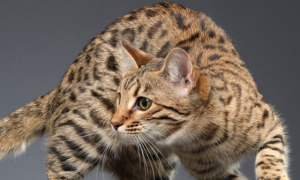 豹纹猫是什么品种多少钱一只