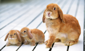 宠物兔子品种及价格