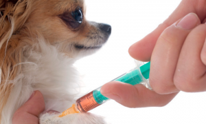 宠物疫苗多久打一次