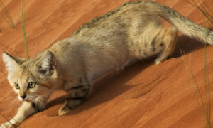 沙漠猫是几级保护动物