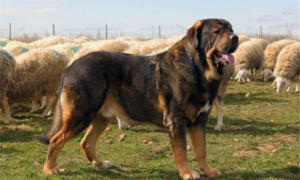 比西班牙黎还大的犬种