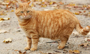 橘猫虎斑纹是什么品种