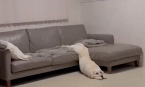 春节回家后狗三天没出门，它无聊的趴在沙发上
