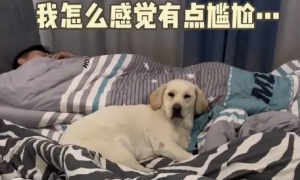 女子准备睡觉时，让狗子腾个位置，怎奈狗狗的反应太扎心了