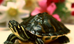 如何区分乌龟公母？