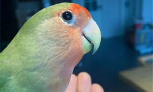 绿桃鹦鹉是保护动物吗
