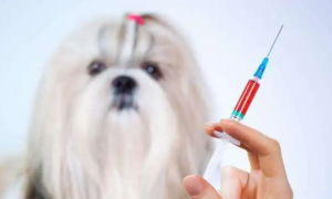 宠物疫苗-猫三联灭活疫苗的纯化方案解析