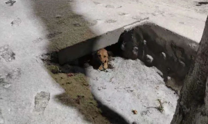 瘸腿狗雪中死守桥洞，凑近一看，原来它在里面藏了秘密...