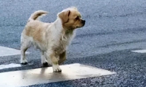 宠物犬横穿马路导致交通事故，责任谁担？