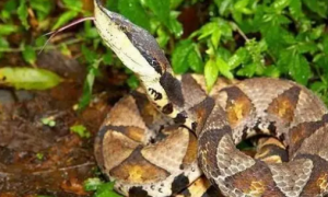 民间传说的五步蛇到底是什么蛇？它的毒性如何？