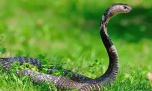 五步蛇的毒性有多强，致死率多高？为何会是最致命的毒蛇之一？