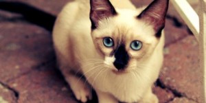 「宠物日常」猫在家到处拉尿怎么办？