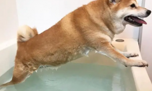 怕水柴犬不想洗澡，宁愿撑起自己也不下水
