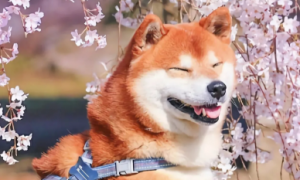 日本的本土狗是什么