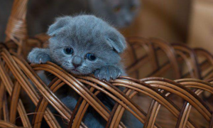 俄罗斯猫蓝猫叫什么